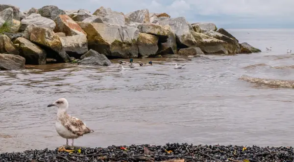 Kąty Rybackie: Spokój, natura i top atrakcje Mierzei Wiślanej