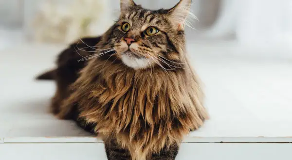 Majestatyczny Maine Coon z bujną grzywą i puszystym ogonem spogląda w górę.