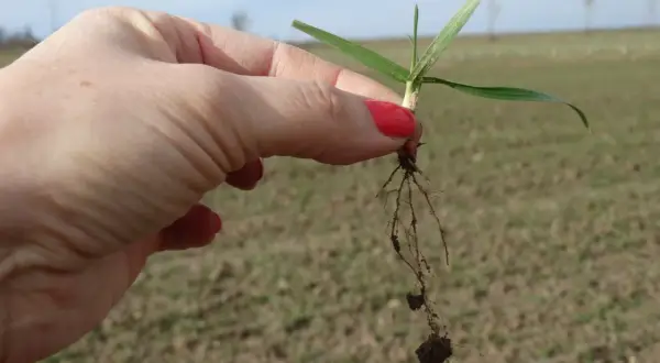 Dłoń trzyma małą roślinkę z korzeniami. Widać, że gleba jest uboga, ale zastosowanie wapna magnezowego może poprawić jej strukturę i dostarczyć niezbędnych składników odżywczych.