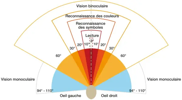 Schéma illustrant les champs de vision et l'acuité visuelle conduite. Vision binoculaire, reconnaissance des couleurs, symboles et lecture.