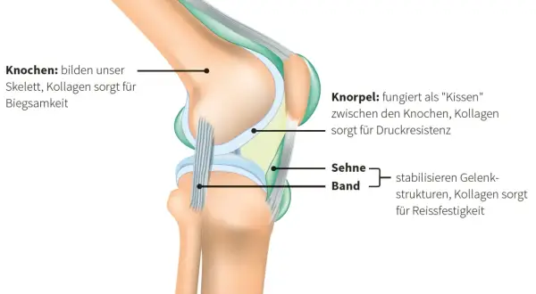 Kollagen gibt Knochen Biegsamkeit, Knorpel Druckresistenz und Sehnen Reißfestigkeit. Das zeigt die Funktion von Kollagen im Kniegelenk.