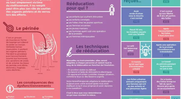 Le périnée, essentiel pour le soutien des organes, peut nécessiter une rééducation chez la femme après accouchement ou à tout âge.
