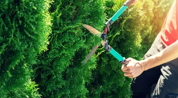 Gartenarbeit: Hecke schneiden. Informieren Sie sich über die 10 m Hecke schneiden Kosten.