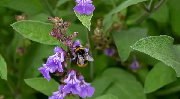 Un'ape raccoglie nettare da fiori di salvia viola. La salvia prospera sia al sole che all'ombra, attirando insetti impollinatori.