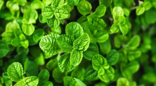 Zielona, bujna mięta. Zastanawiasz się, czy miętę można mrozić? Tak, mrożenie to świetny sposób na zachowanie jej aromatu na dłużej.