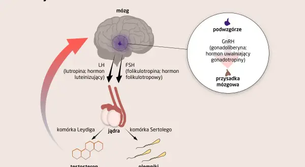 Schemat produkcji testosteronu: podwzgórze wydziela GnRH, który stymuluje przysadkę do produkcji LH i FSH. LH pobudza komórki Leydiga do produkcji testosteronu, a FSH komórki Sertolego do produkcji plemników. Czy ostaryna blokuje ten proces?