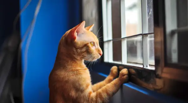 An orange cat with yellow eyes stares out a window, paws pressed against the sill, a clear sign of cat separation anxiety.
