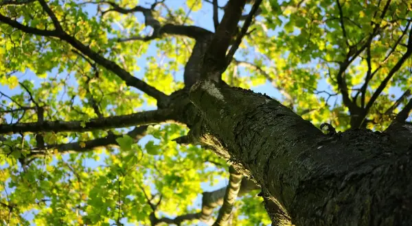 Patrząc w górę, widzimy rozłożyste korony drzew z zielonymi liśćmi i błękitnym niebem.