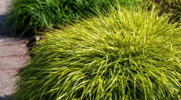 Kępa Hakonechloa odmiany 'Aureola' z żółto-zielonymi liśćmi, rosnąca obok ścieżki z kamieni.