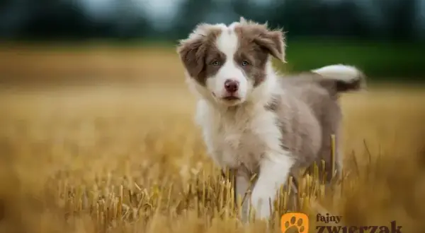 Border Collie szczeniak: Ile karmy, by rósł zdrowo? Sprawdź!