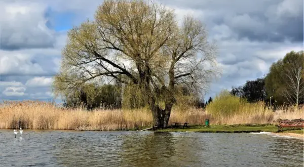 Wierzba nad jeziorem w Zbąszyniu, idealne miejsce na relaks. W tle trzciny i chmury.