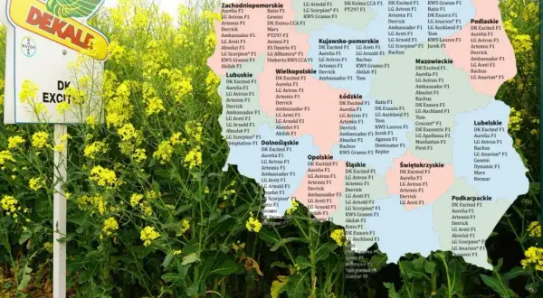 Pole rzepaku Jurek, z tablicą Dekalb, na tle mapy Polski z nazwami województw i odmianami nasion.