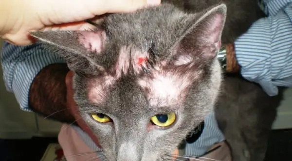 Gato gris con calvas notables en la cabeza y orejas, mostrando piel rosada y una pequeña herida.