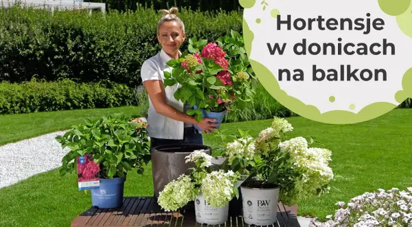 Jaką hortensję do donicy wybrać, aby cieszyć się pięknem kwiatów?