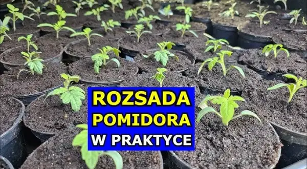 Pomidory: Kiedy siać? Kalendarz siewu i sekrety rozsady