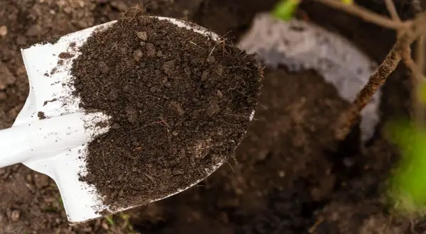 Jak zakwasić glebę pod hortensje? Skuteczny poradnik krok po kroku