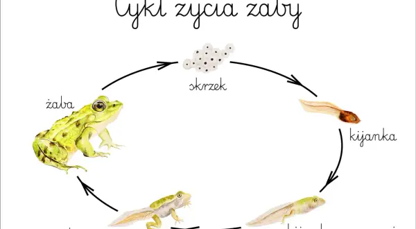 Ilustracja cyklu życia żaby: skrzek, kijanka, kijanka z nogami, żaba z ogonem i dorosła żaba.