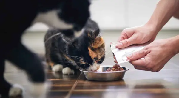 Un gato come comida húmeda de un cuenco. La cantidad de cuanta comida húmeda debe comer un gato al día depende de su edad y peso.