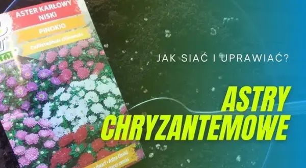 Siew astrów do gruntu: Prosty przewodnik krok po kroku
