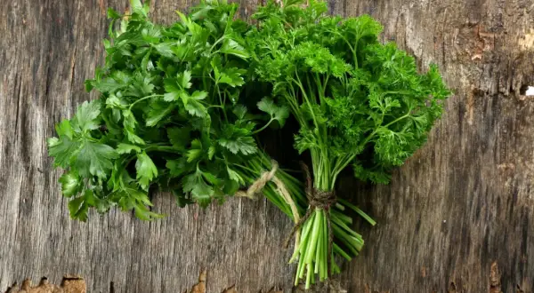Dwa pęczki świeżej pietruszki naciowej, jeden gładki, drugi kędzierzawy, leżą na drewnianym blacie.