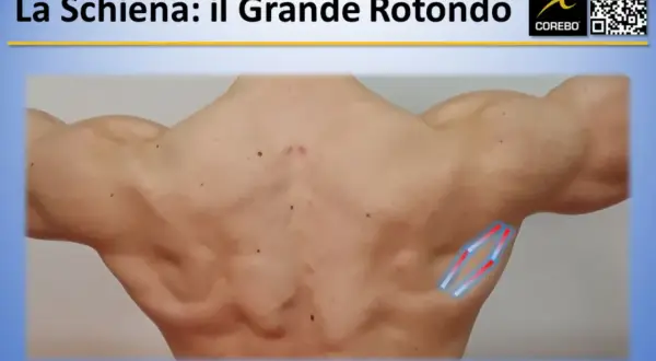 Muscoli schiena: il grande rotondo evidenziato con grafiche.