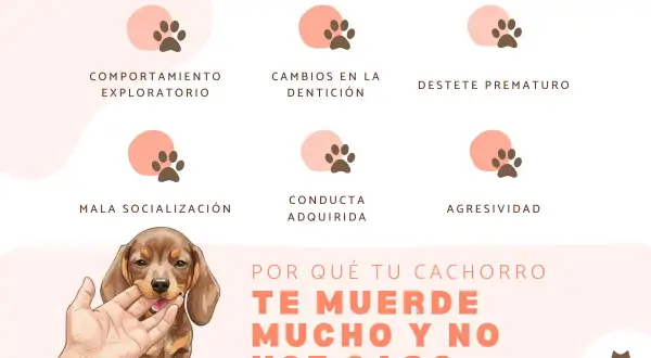 Un cachorro muerde mucho y no hace caso. El gráfico muestra las razones: comportamiento exploratorio, dentición, destete, mala socialización, conducta adquirida y agresividad.