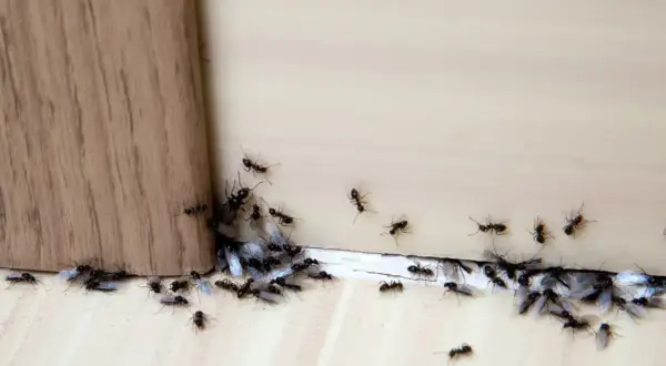 Małe mrówki w domu, niektóre ze skrzydłami, gromadzą się przy drewnianej krawędzi.