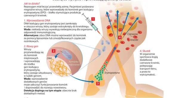 Ilustracja pokazuje doping genowy, gdzie wirusy wprowadzają DNA do komórek, by zwiększyć produkcję erytropoetyny i liczbę czerwonych krwinek, poprawiając wydolność sportowca.