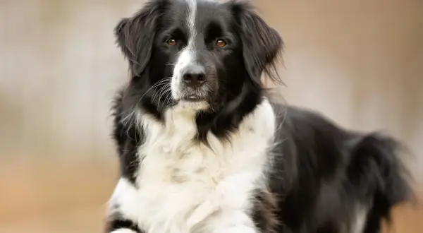 Ein Border Collie Australian Shepherd Mix liegt entspannt im Gras. Sein schwarz-weißes Fell und die aufmerksamen Augen machen ihn zu einem Blickfang.