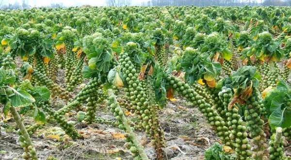 Reife Rosenkohlpflanzen stehen in Reih und Glied auf einem Feld. Die kleinen Röschen sind dicht an den Stängeln angeordnet.