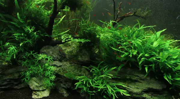 Un aquarium luxuriant avec de petites poissons rouges nageant parmi des plantes aquatiques denses, dont une **algue pinceau** aux feuilles délicates.
