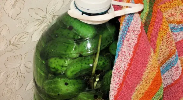 Jak kisić ogórki w beczce plastikowej - proste kroki, które musisz znać