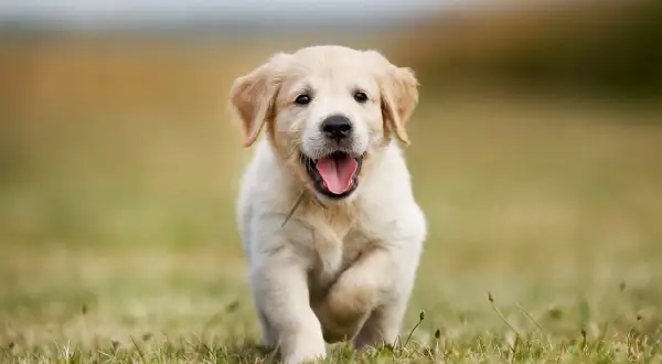 Szczenię golden retriever miniaturka biegnie przez trawę z radosnym wyrazem pyska.