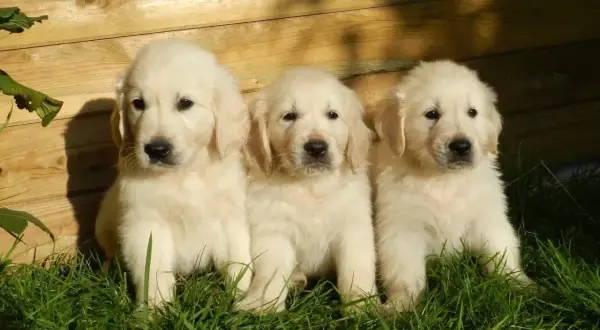 Trzy urocze, małe pieski rasy golden retriever siedzą w trawie na tle drewnianego płotka.