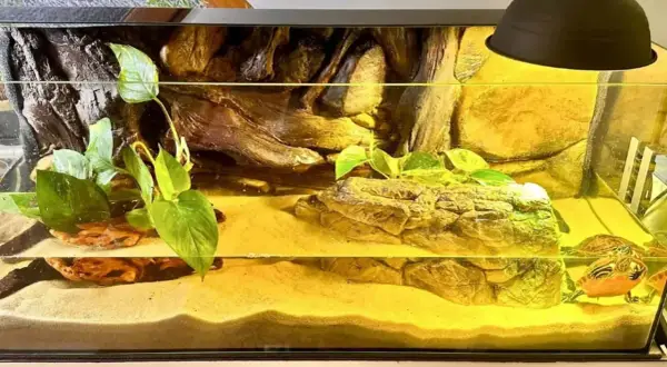 Mały żółw stepowy w swoim pięknym, piaszczystym terrarium z roślinami i kryjówkami.