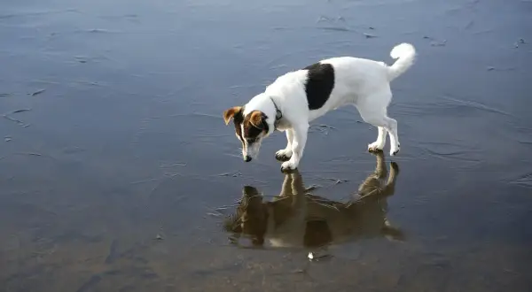 Mały piesek na lodzie, jak na plaży dla psów. Jego odbicie w wodzie jest jak drugi piesek.