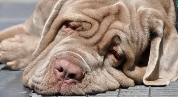 Ein schläfriger Mastino Napoletano mit tiefen Falten im Gesicht ruht sich aus.