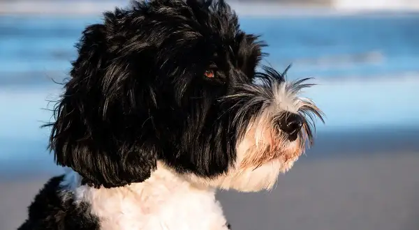Perro de agua negro y blanco en la playa. ¿Cuánto dura un perro de agua? ¡Toda la vida si lo cuidas bien!