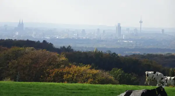 Kühe auf einer grünen Wiese mit Blick auf die Silhouette von Köln und den Sonnenberg in Bergisch Gladbach im Dunst.