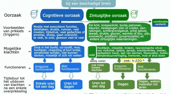 Schema over overprikkeling bij hersenletsel: oorzaken, klachten, functioneren en duur. Behandeling van een overbelast zenuwstelsel is hierin verwerkt.