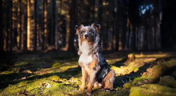 Ein wunderschöner Australian Shepherd sitzt im Sonnenlicht im Wald. Sein Fell ist eine Mischung aus Grau, Braun und Weiß.