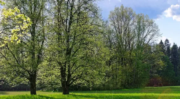 Zielone drzewa i trawa w Supraślu. Wiosenne krajobrazy zachęcają do odkrywania atrakcji regionu.