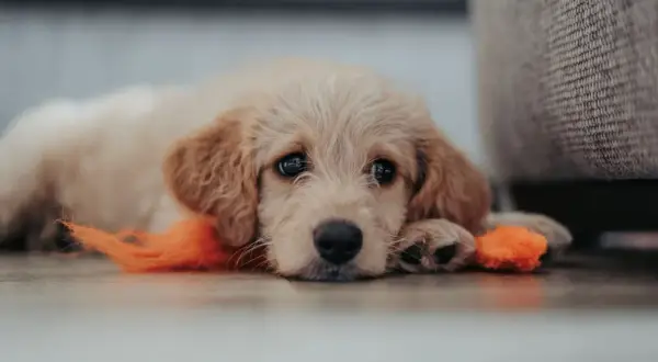 Un cachorro adorable con un juguete naranja, aprendiendo como acostumbrar a un perro a quedarse solo.