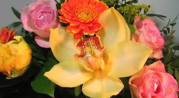 Kwiaty na imieniny Marii: żółta orchidea, różowe róże i pomarańczowa gerbera, ozdobione kroplami rosy.