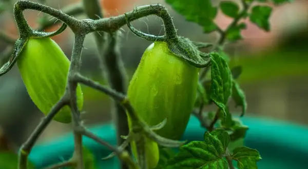 Pomodori in vaso, ancora verdi e succosi, pendono dai rami nodosi. Le gocce di pioggia brillano sulla loro superficie, promettendo un futuro sapore.