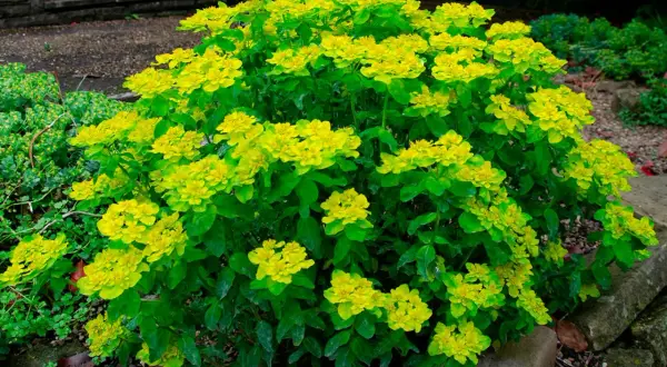 En frodig buske med klargula blommor, en favorit i trädgården som sniglar inte gillar.
