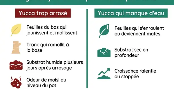 Mon yucca jaunit : feuilles molles, tronc mou, substrat humide, odeur de moisi. C'est un yucca trop arrosé.