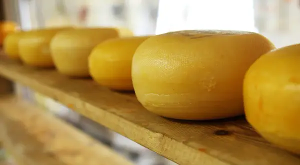 Formaggi tipici campani in lavorazione, rotondi e dorati, riposano su una mensola di legno, pronti per essere gustati.