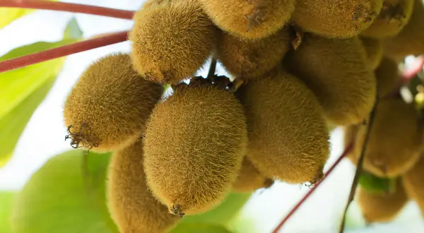 Ein Bund reifer, pelziger Kiwis hängt an einem Ast. Die Kiwi-Pflanze trägt viele Früchte, die bereit zur Ernte sind.