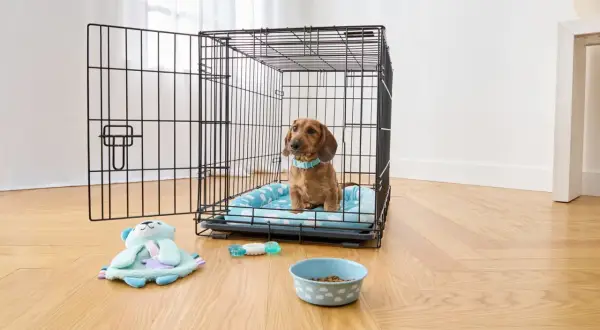 A dachshund sits in a crate, contemplating what size crate for my dog. Toys and a food bowl are nearby.